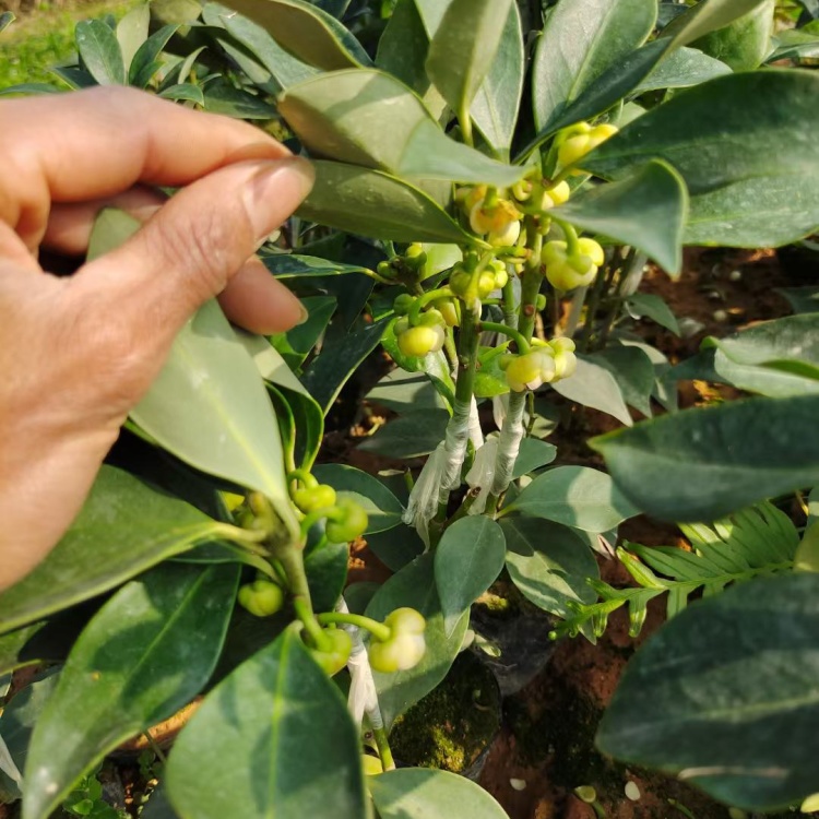 嫁接八角苗种花盆带花苗