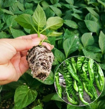 薄皮辣椒苗螺丝椒陇椒抗病存活率高耐运输春秋四季种