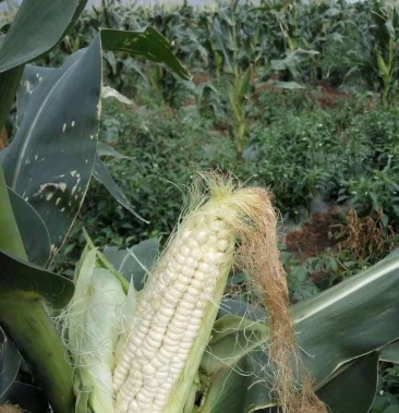 云南红河竹园蔬菜糯玉米