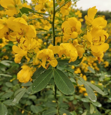 黄花槐双荚槐开金黄色花朵适合高度路公园以及造林