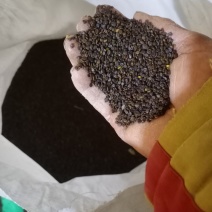 黄芪种子有要联系我数量有限