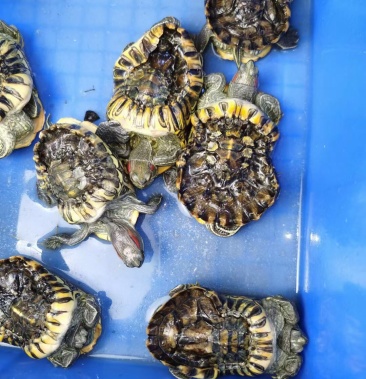 [乌龟批发]元宝,聚宝盆,财源滚滚来价格80.00元/个 - 一亩田