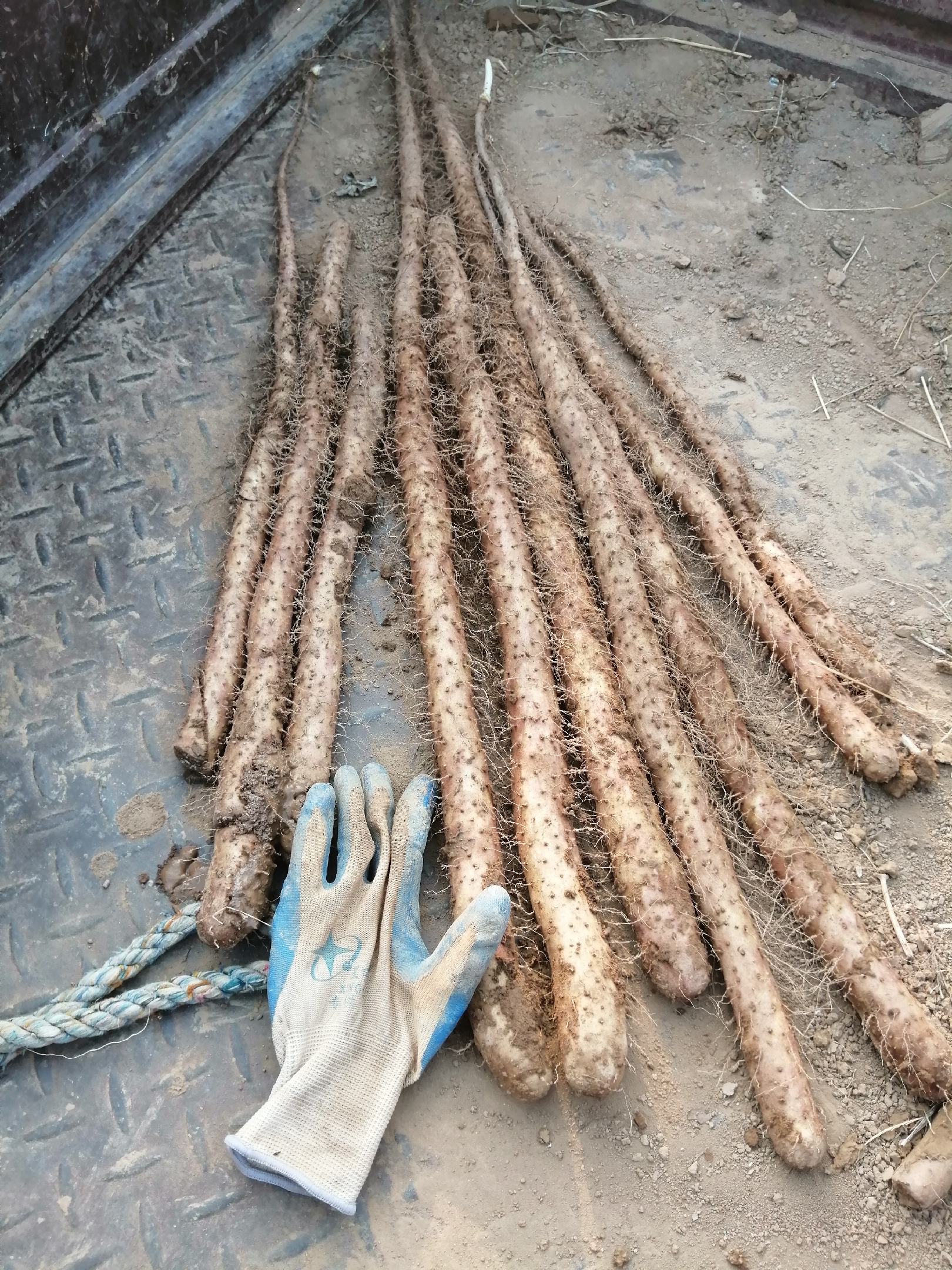 [毛山药批发]毛山药嘴子 棒药嘴子价格1.30元/斤 - 一亩田