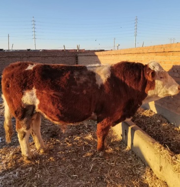 大量西门塔尔四代出售只办品质