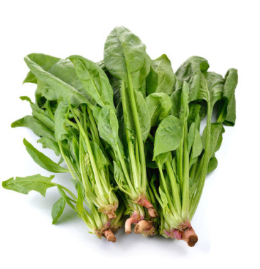 大量新鲜菠菜上市欢迎来电商谈