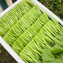 [牛]武汉菜芯基地直销长年有货现收现发质量保证