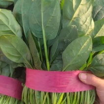 大叶菠菜、精品菠菜，品质保证，做工精细，装箱打捆都可