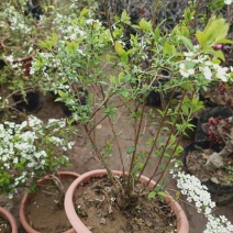 喷雪花雪柳银柳老兵家花卉