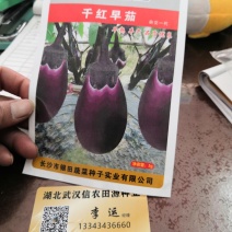 千红早茄高产优质种子信农田源种业