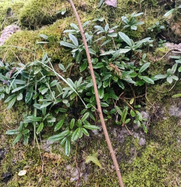 石吊兰欢迎长期合作数量很多