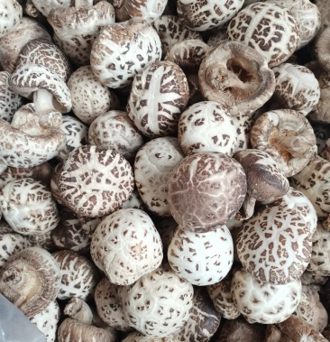 椴木野生花菇大花菇个大肉厚