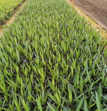 翠芦莉五斤袋苗绿化工程专用苗