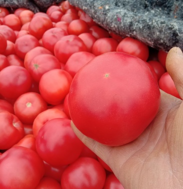 本地硬粉西红柿,质量好量大,发往全国各地,代购代销