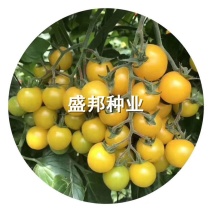 圣女果苗千禧贝贝彩色小柿子苗