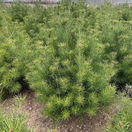 周至县白皮松价格行情走势 - 一亩田