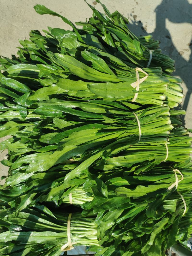 云南大芫荽批发/零售大香菜大叶香菜1-8斤傣味各种配料