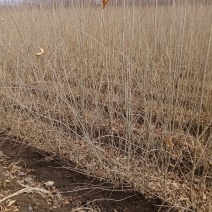爆马丁香堆