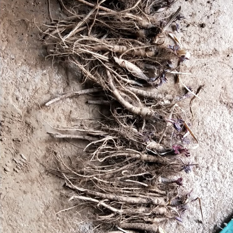 甘肃华亭市马峡镇新鲜独活苗上市有意向的联系