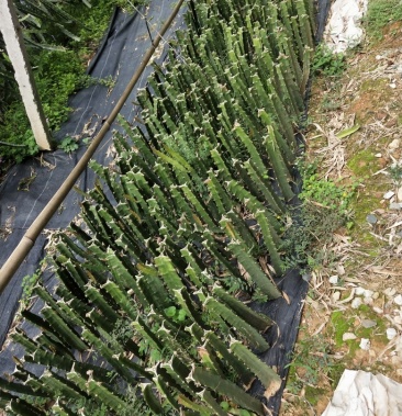 燕窝果果苗,售后服务有保障