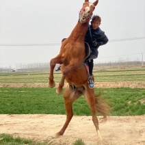 马活体骑乘大马纯血马温血马养马场俱乐部专业调教