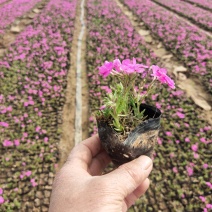 福禄考丛生芝樱艳色多量大质优