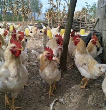 [肉鸡批发]579蛋公鸡大量出售价格8.50元/斤 - 一亩田