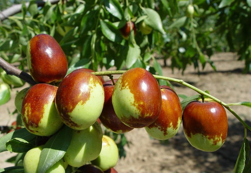 高清微距拍摄的1年生冬枣小苗实物图,突出嫁接口形态、新梢生长状态及鲜活须根结构,体现健康种苗核心识别特征 冬枣小苗特写图:一株1年生嫁接冬枣小苗,茎干粗壮呈灰褐色,嫁接口平滑隆起,上方新梢翠绿带4–5片完整叶片,下方主根与3–4条白色侧根清晰可见,根系附着湿润疏松育苗基质,背景为温室育苗架