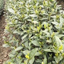 峨眉山高山绿茶，精品绿茶