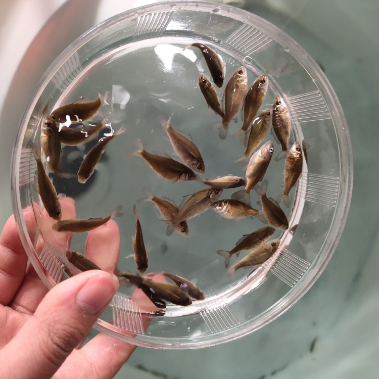 裸鲤鱼苗无甲鲤鱼鱼苗批发渔场直供提供技术支持长期培育鱼苗