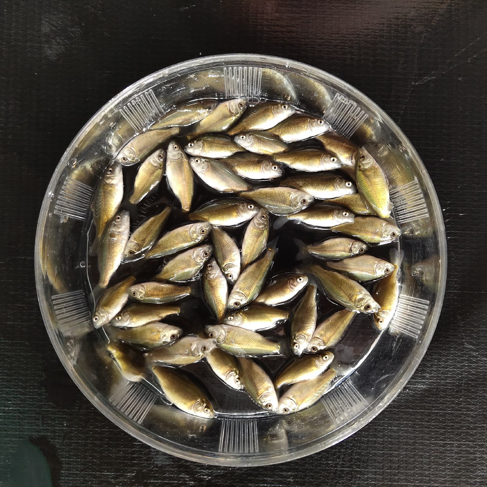 裸鲤鱼苗无甲鲤鱼鱼苗批发渔场直供提供技术支持长期培育鱼苗