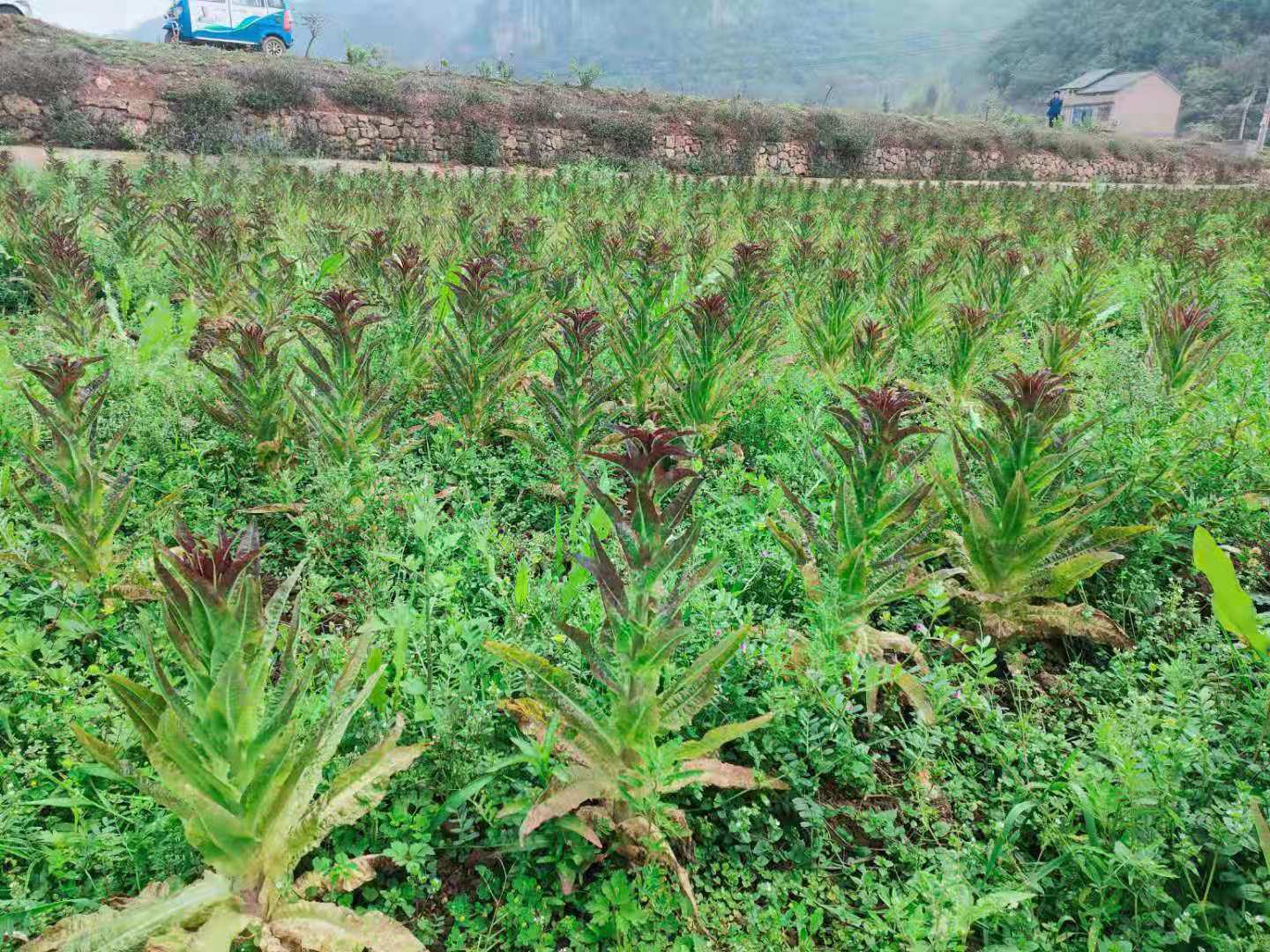 红叶香莴苣与青笋植株对比图