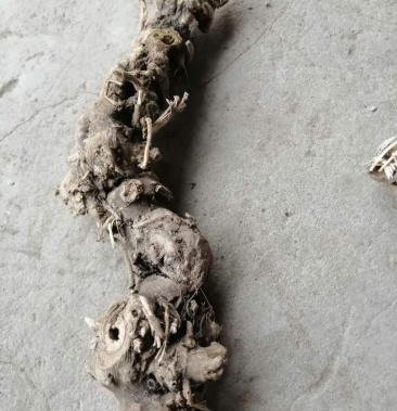 升麻白升麻干货统货个子