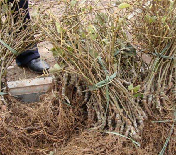 现代农业基地中大规模种植的野猕猴桃根嫁接苗,展示其规模化种植的优势 野猕猴桃根嫁接苗在现代农业基地中的种植场景