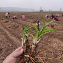 黄花菜苗河南灵宝优质种苗基地高产量品种优良