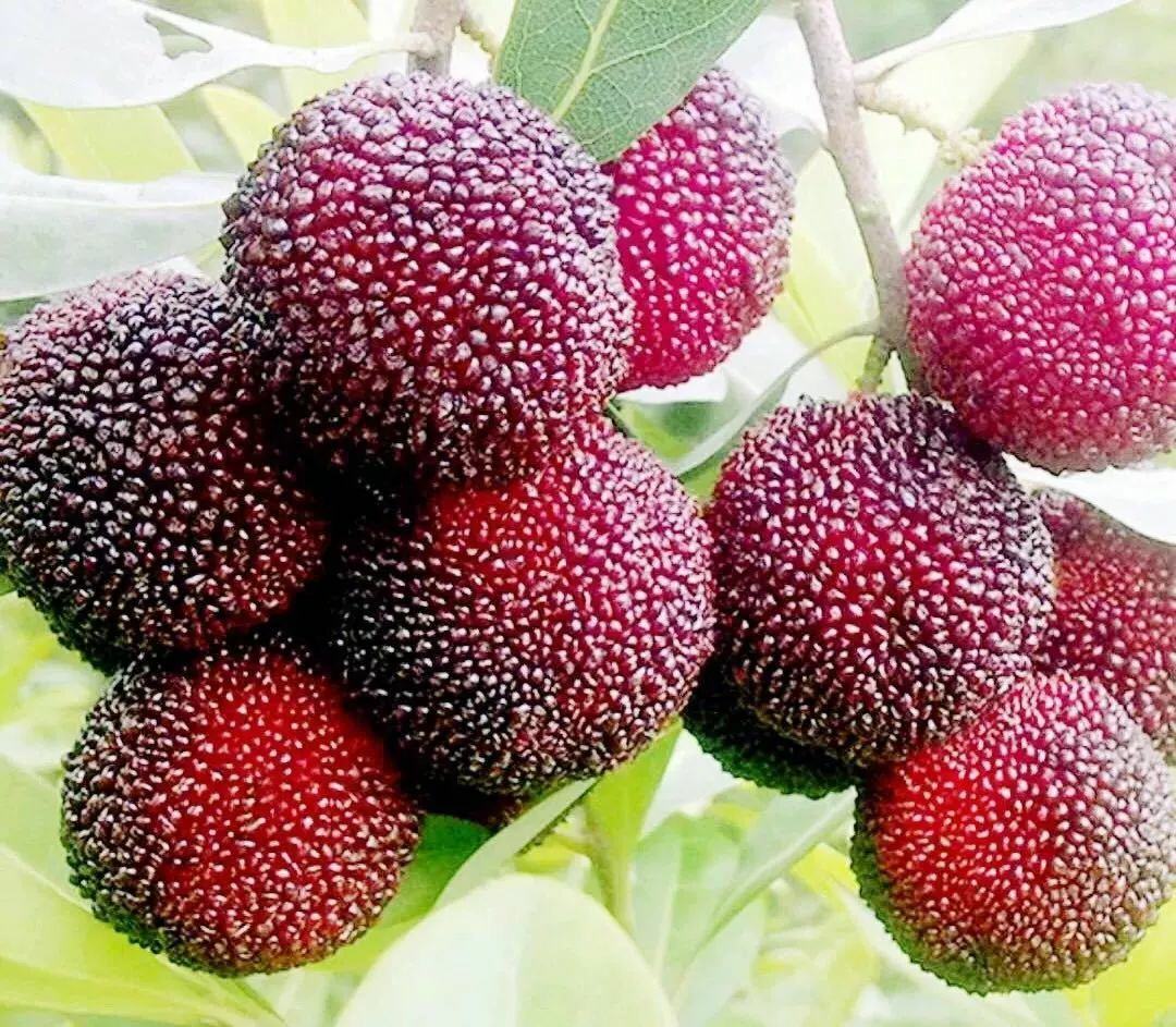 东魁杨梅果实特写