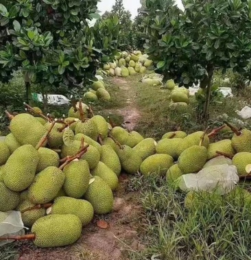 海南昌江(泰8菠萝蜜)果园土地出租低价转让3100棵