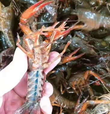 南京高淳固城湖小龙虾青虾红虾欢迎选购
