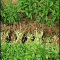 辣椒苗各种蔬菜苗长年育苗