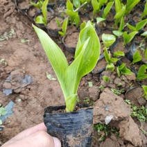 露天紫花玉簪上市，紫花玉簪大量供应，紫花玉簪急售