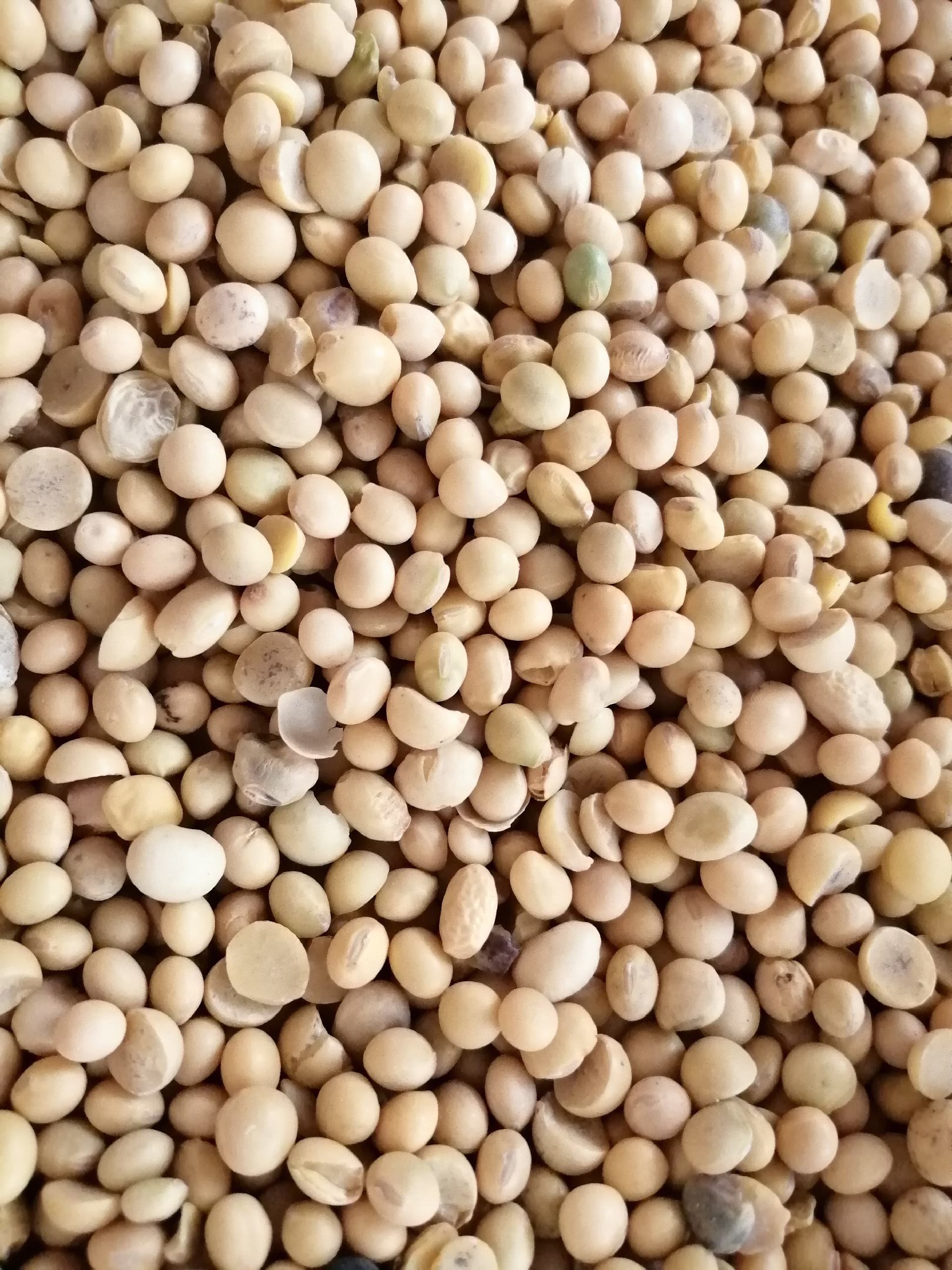 黄豆小粒大豆塔选榨油专用