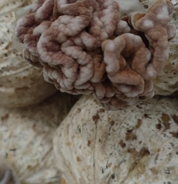 玛卡菌猴脑菌产地玛卡菌片