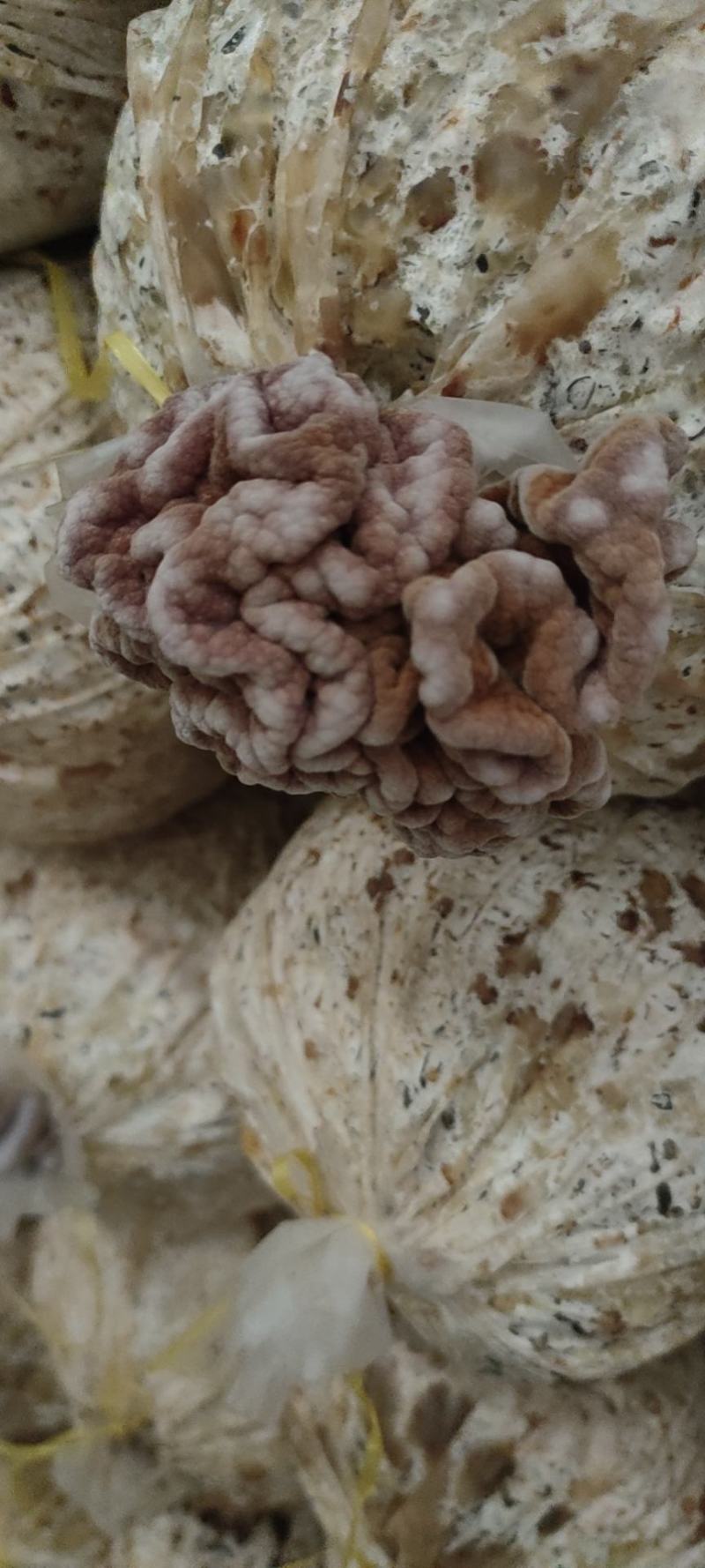 玛卡菌猴脑菌产地玛卡菌片