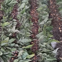 毛慈菇种苗，正值产新。种值佳时。
