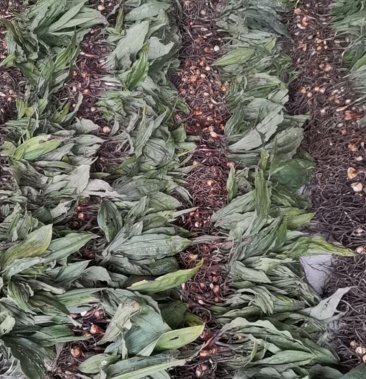 毛慈菇种苗正值产新种值佳时