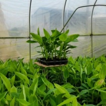 金粉一号香蕉苗，苹果蕉苗，抗病毒香蕉苗，粉蕉苗等