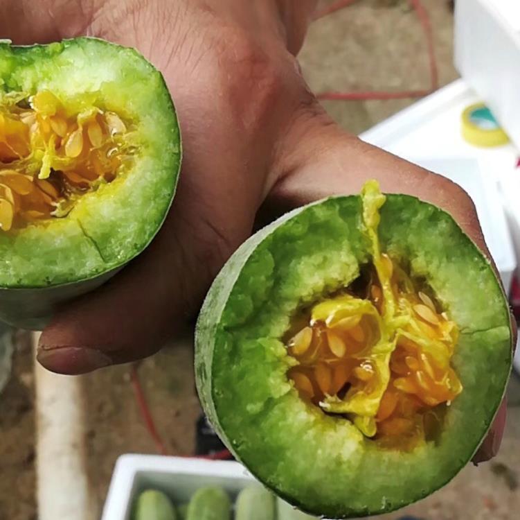 一颗被横向切开的羊角蜜甜瓜,露出晶莹翠绿的果肉和中心少量黑色瓜籽,果肉与瓜皮界限清晰,瓜皮呈淡黄绿色并带有细密网纹,切面湿润反光,背景为白色陶瓷盘与绿色薄荷叶点缀 切开的羊角蜜甜瓜剖面展示