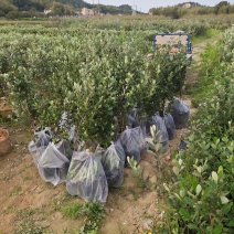 广州桃金娘菲油果种植场