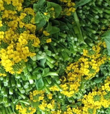 麻叶菜菜苔带花新鲜货