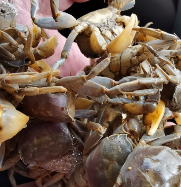 发财蟹招潮蟹嘟噜子