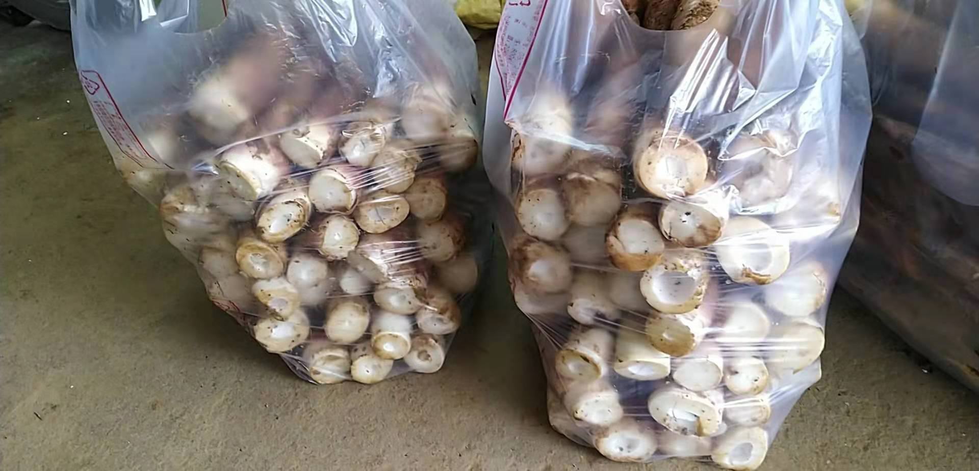 袋装毛竹笋开袋实拍:保鲜液呈透明澄澈状,均匀覆盖笋块底部,无浑浊、沉淀或分层,包装标签信息完整可辨 袋装毛竹笋开袋特写,清晰展示笋体完整、色泽淡黄,底部覆盖约5mm厚透明保鲜液,液面平静无气泡,包装袋印有SC编号及“配料:水、柠檬酸、乳酸、乙二胺四乙酸二钠”字样